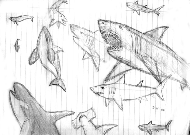 whales sketches